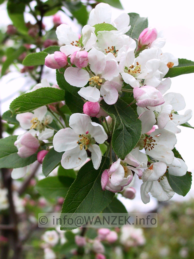 Malus Red Sentinel 2 Bluetenmacro.jpg